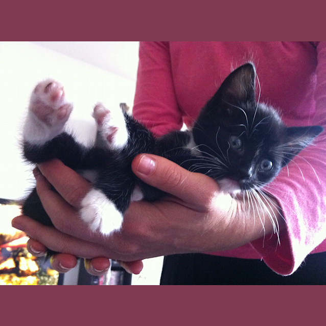 Photo of Miss Puss *Adoption Pending*
