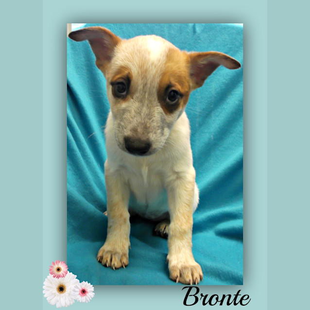 Photo of Bronte