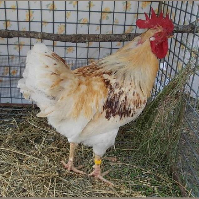 Photo of Jubilee Jellybean