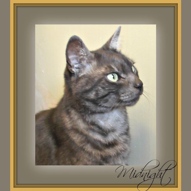 Photo of Midnight