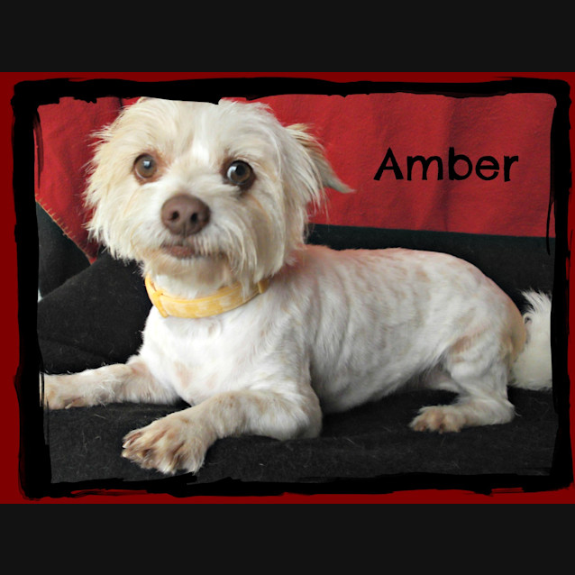 Photo of Amber