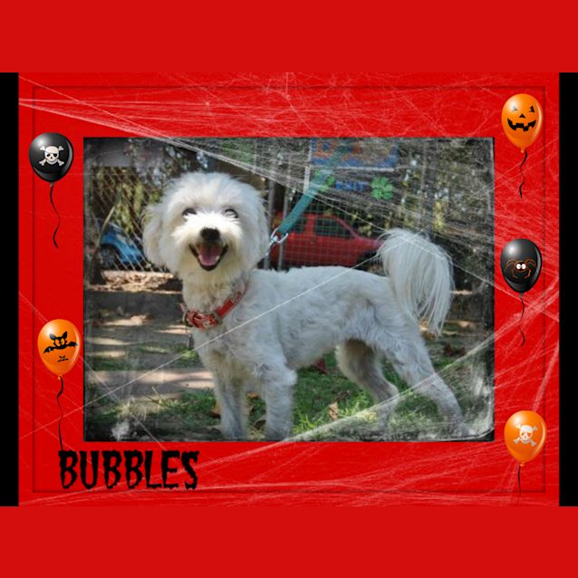 Photo of Bubbles
