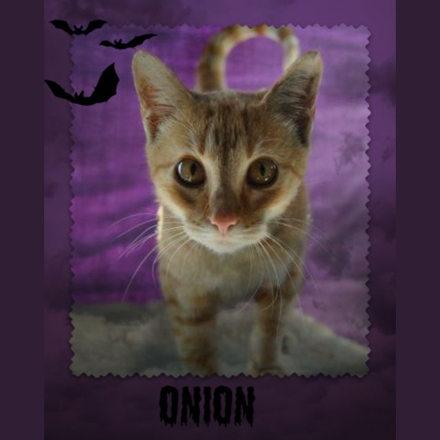 Photo of Onion