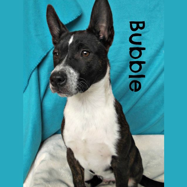 Photo of Bubble