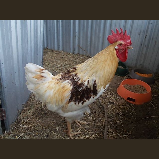 Photo of Sir Roosteralot