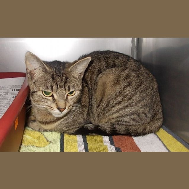 Photo of Sweet Pea