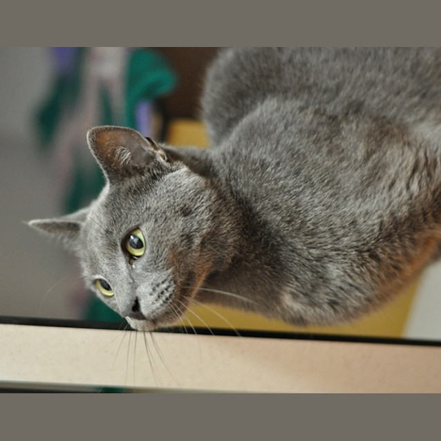 Photo of Stitch