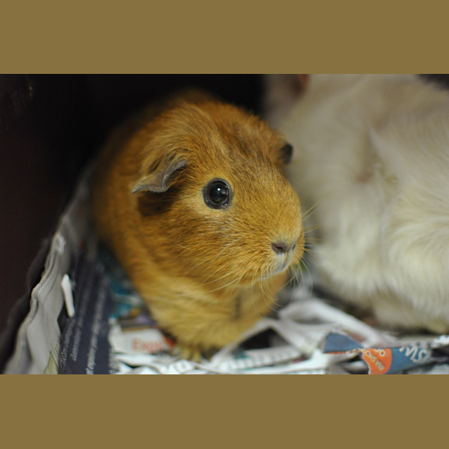 Photo of Milo