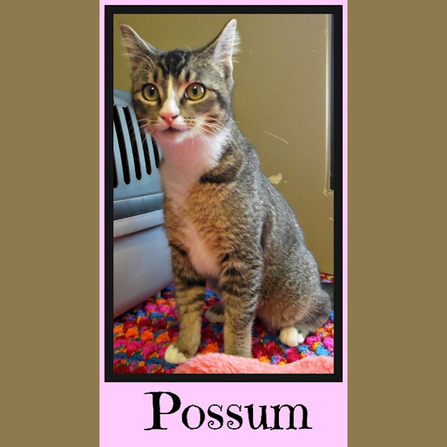 Photo of Possum