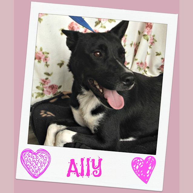 Photo of Ally