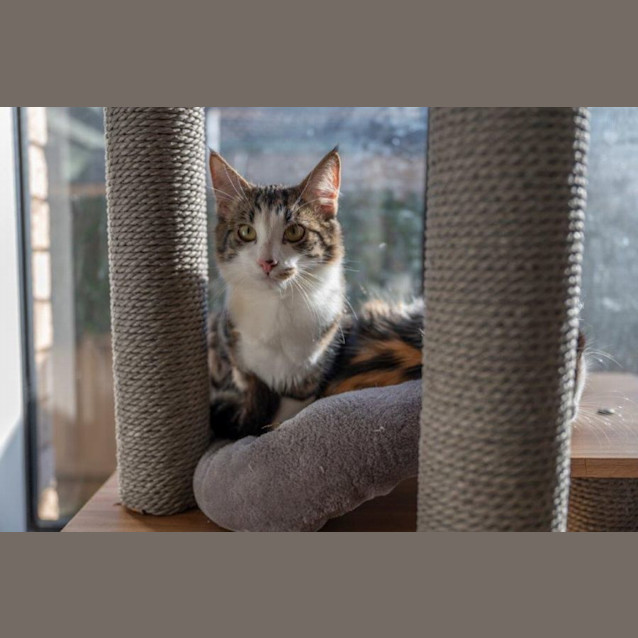 Photo of Plum Overton