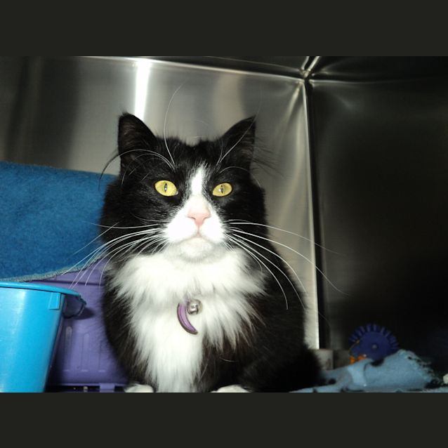 Photo of Ronan