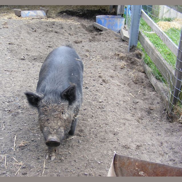 Photo of Wattle