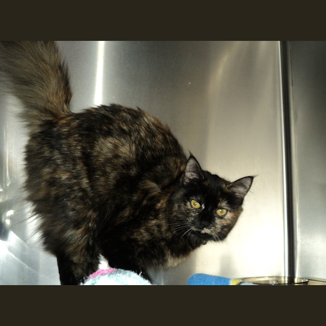 Photo of Willow