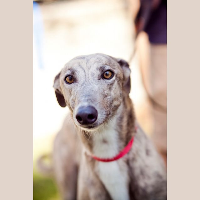 Photo of Blanche (Ima Bangle)