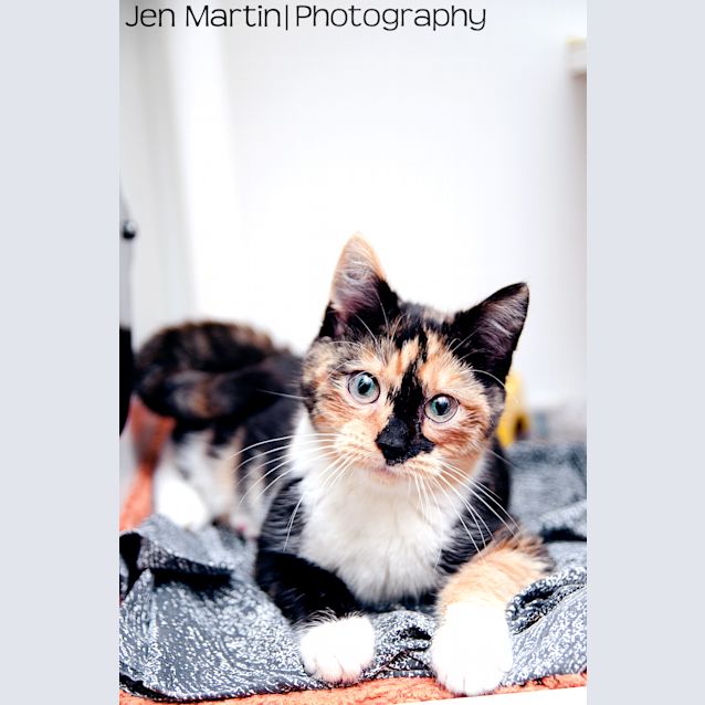 Photo of Merla
