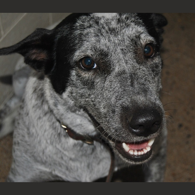 Photo of Ruby