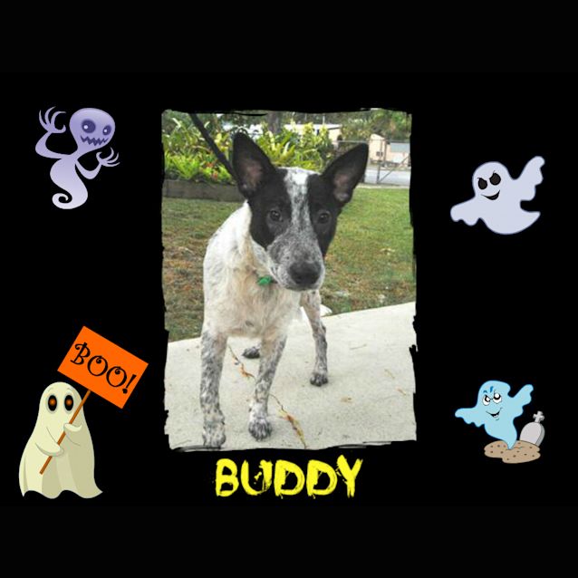 Photo of Buddy