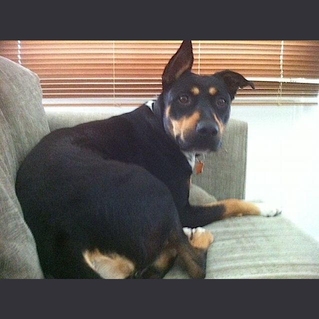 Photo of Izzy
