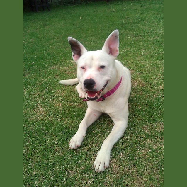 Photo of Casper