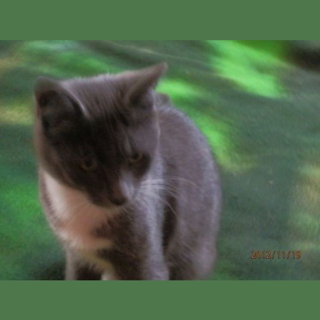 Photo of Nicholas Has Found His Forever Home 24.4.2013