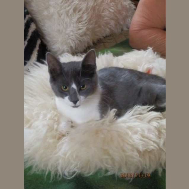 Photo of Winston Has Found His Forever Home 24.4.2013