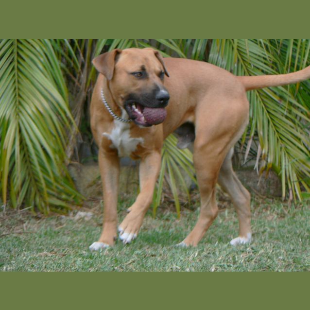 Photo of Halo (On Trial 8/1/13)