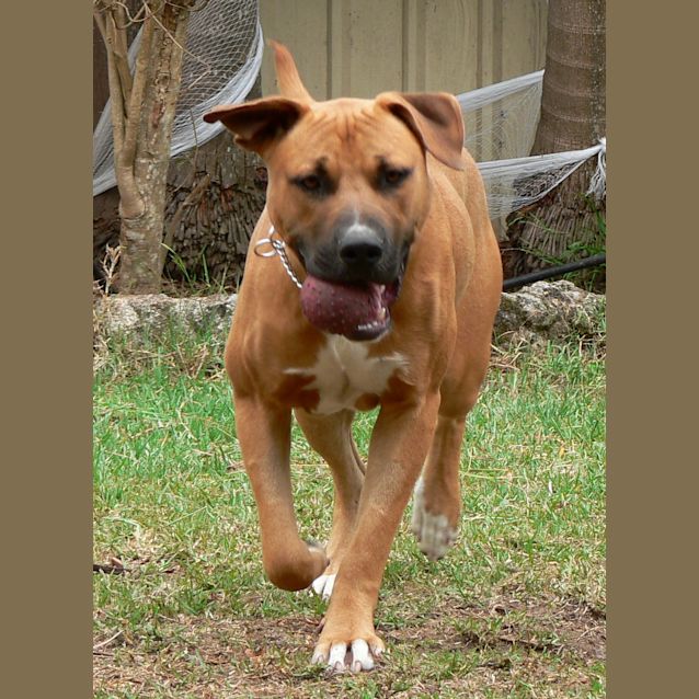 Photo of Halo (On Trial 8/1/13)