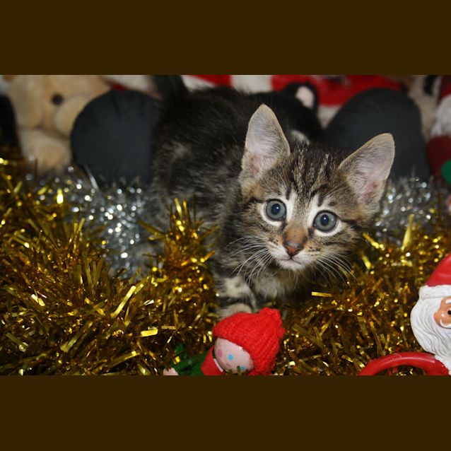 Photo of Honeycomb On Trial In His New Home