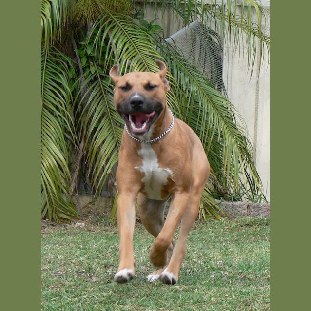 Photo of Halo (On Trial 8/1/13)