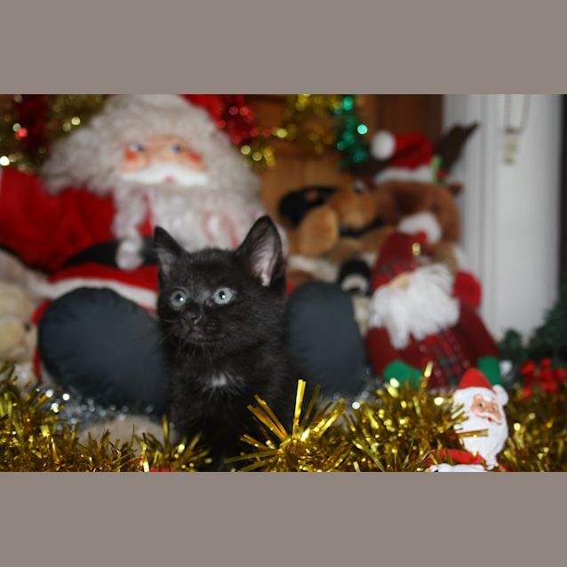 Photo of Prancer