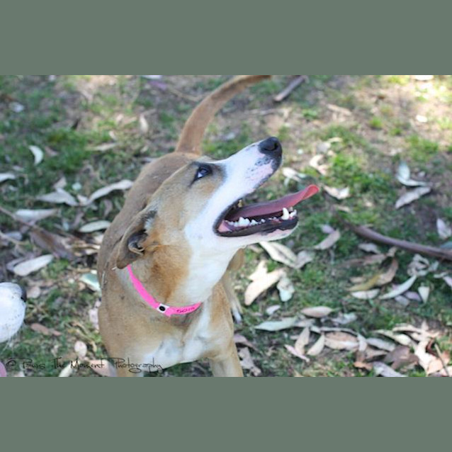 Photo of Missy *Featured Dog*