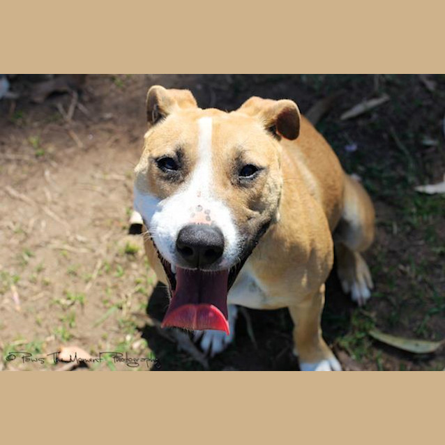 Photo of Missy *Featured Dog*