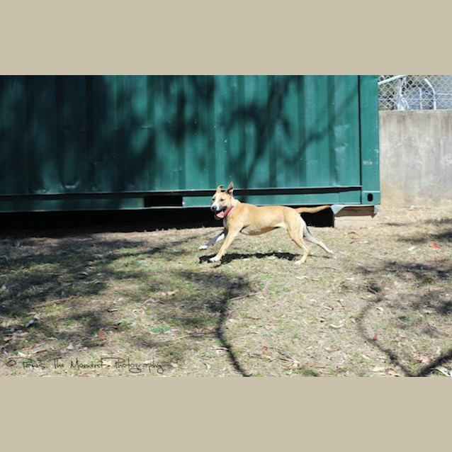 Photo of Missy *Featured Dog*