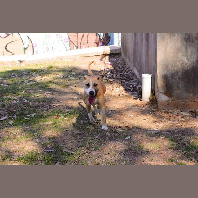 Photo of Missy *Featured Dog*