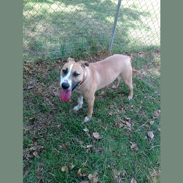 Photo of Missy *Featured Dog*