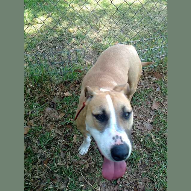 Photo of Missy *Featured Dog*