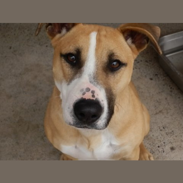 Photo of Missy *Featured Dog*