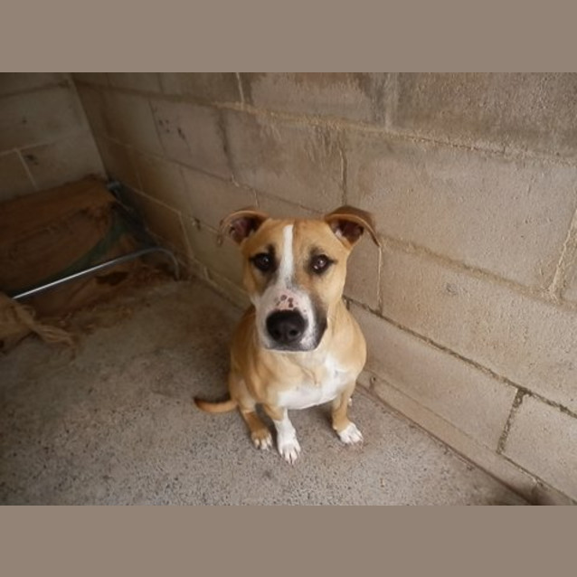 Photo of Missy *Featured Dog*