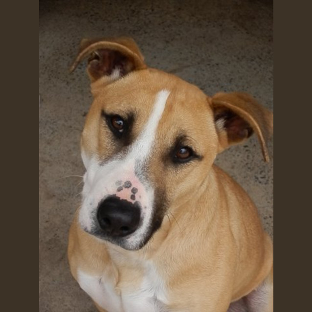 Photo of Missy *Featured Dog*