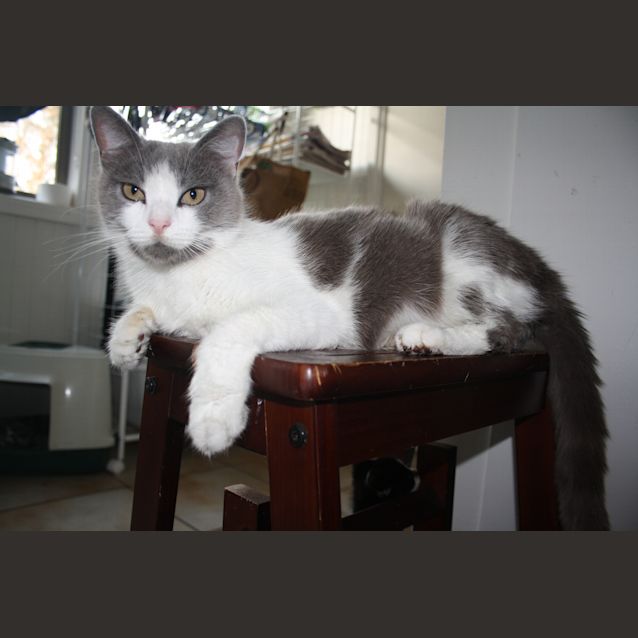 Photo of Pumpkin Has Found Her Forever Home 25/01