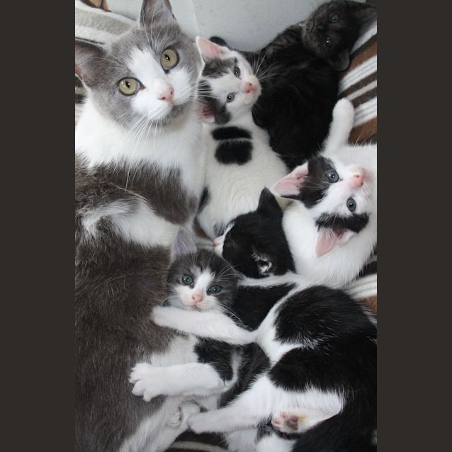 Photo of Pumpkin Has Found Her Forever Home 25/01