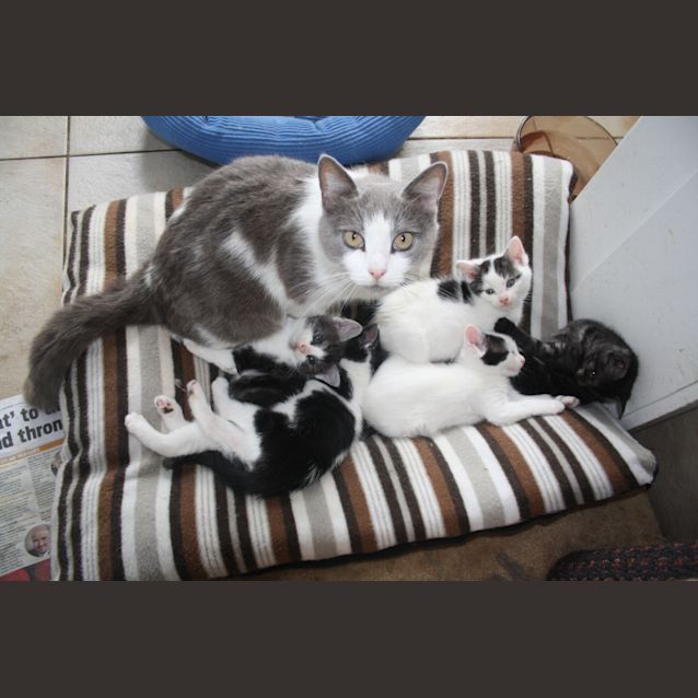 Photo of Pumpkin Has Found Her Forever Home 25/01