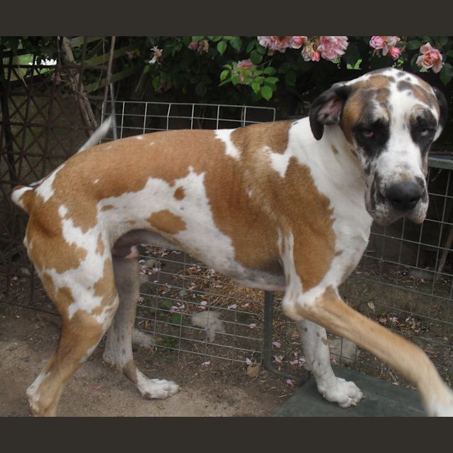 Photo of Bernard