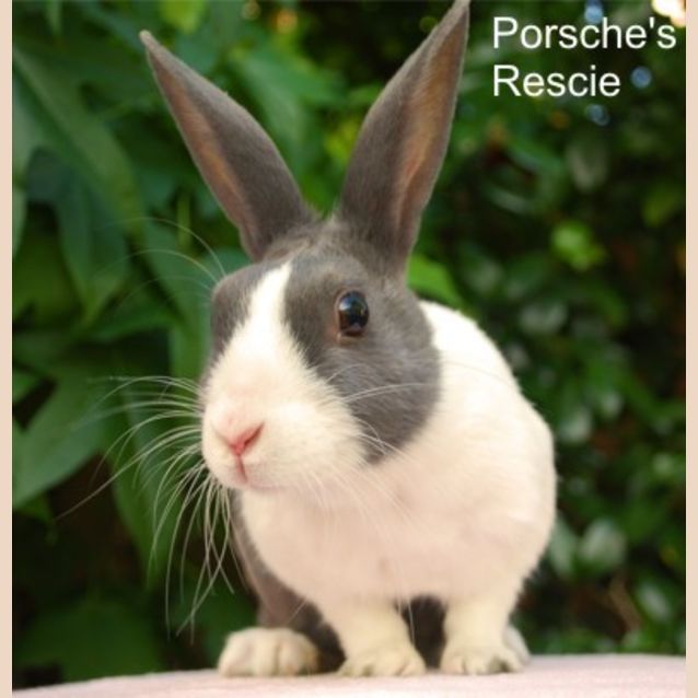 Photo of Saskia  Desexed And Vaccinated