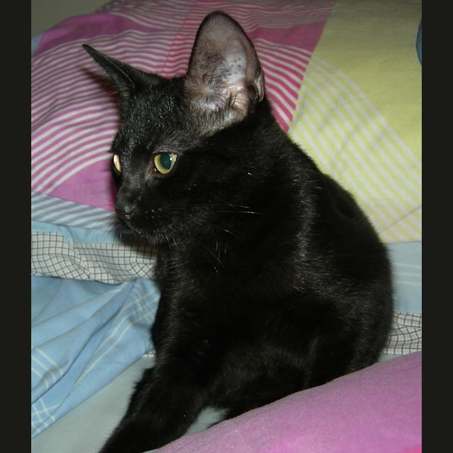 Photo of Zelda