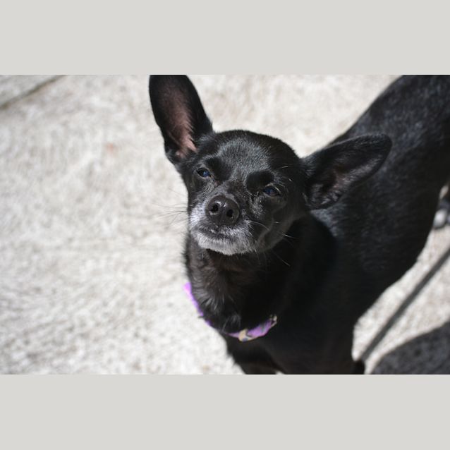 Photo of Sumi