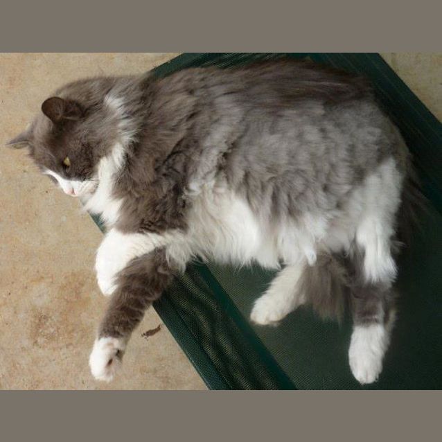 Photo of Jacinta Rehomed 16 March 2013