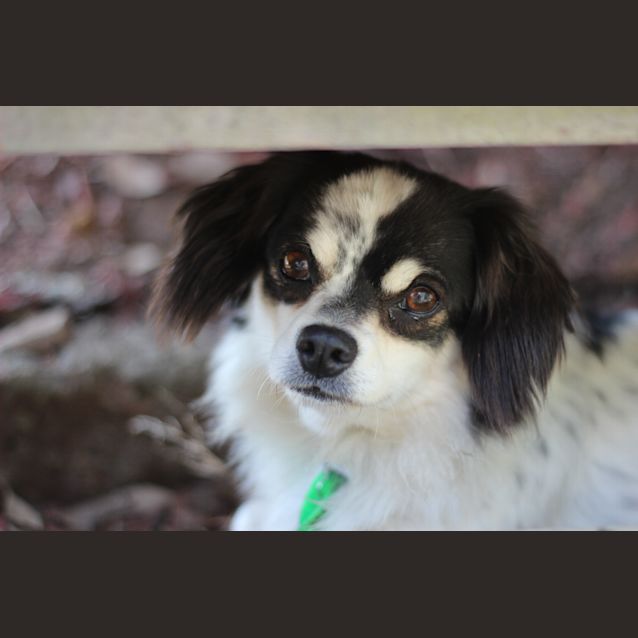 Photo of Shilo