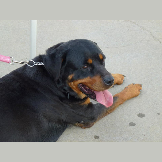 Photo of Misty The Rotti